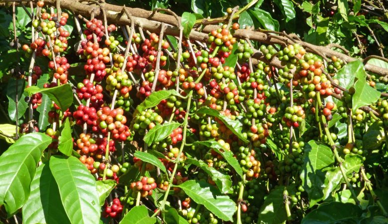 Coffee and Health: The Surprising Benefits of Moderate Coffee Consumption At Wakanda Coffee Brokerage.