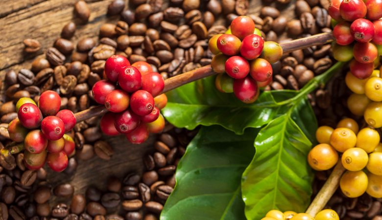 The Benefits of Fair Trade Coffee: Why It Matters for Farmers and Consumers.