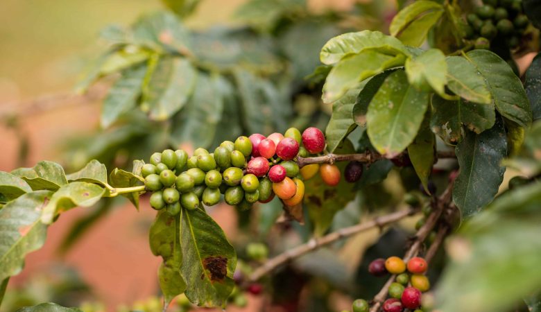 The Coffee Market Trends At Wakanda Coffee Brokerage Company: What Buyers and Sellers Need To Know.
