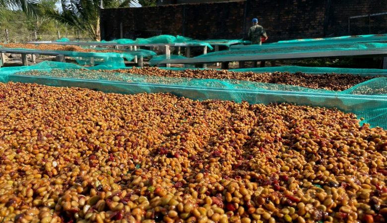 Exploring Coffee’s Journey from Bean to Cup