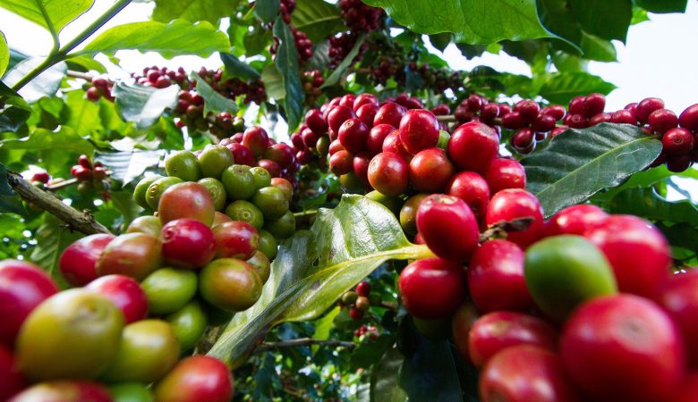 Coffee Sustainability Practices in Africa