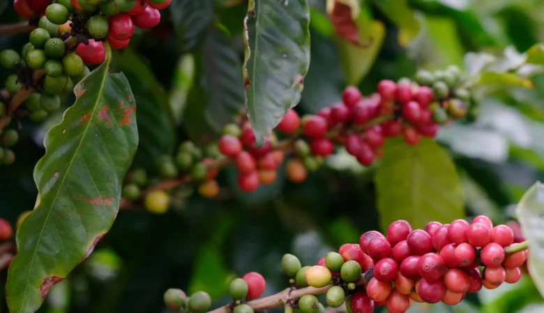 Smart Farming & Tech in Coffee: IoT, Sensors & Precision Agriculture