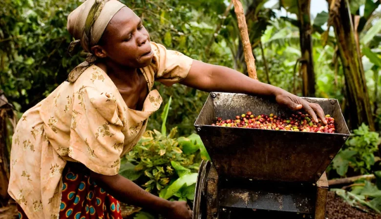 Direct Trade vs Fair Trade: What’s Best for African Coffee Farmers?