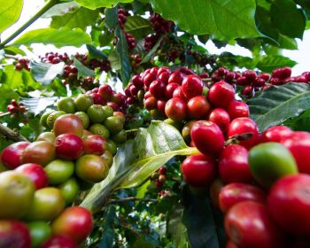 Coffee Sustainability Practices in Africa