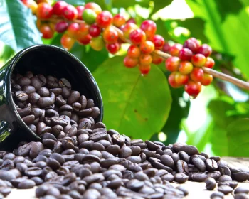 Uganda’s Coffee Renaissance: A Journey Through the Heart of African Coffee Culture