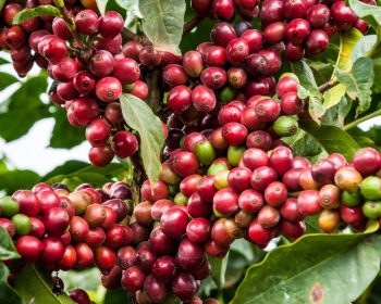 Ugandan Coffee by Region: Exploring the Flavors of Mount Elgon, Bugisu, and Rwenzori