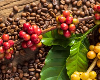 The Benefits of Specialty Coffee: What Sets it Apart from Other Types of Coffee