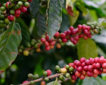 Smart Farming & Tech in Coffee: IoT, Sensors & Precision Agriculture