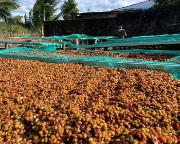 Exploring Coffee’s Journey from Bean to Cup