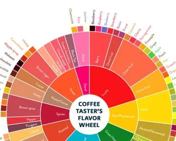 From Farm to Flavor: How Processing Choices Shape Coffee Taste